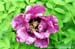 Rockii Peony: LAN FENG ZHAN CHI